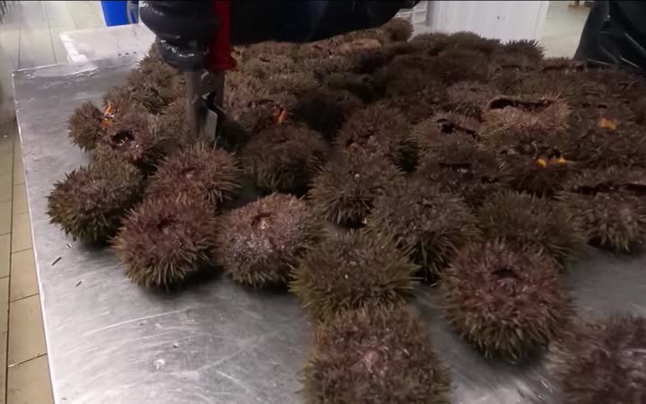 Во Владивостоке судят контрабандистов морских ежей на сумму 680 миллионов рублей