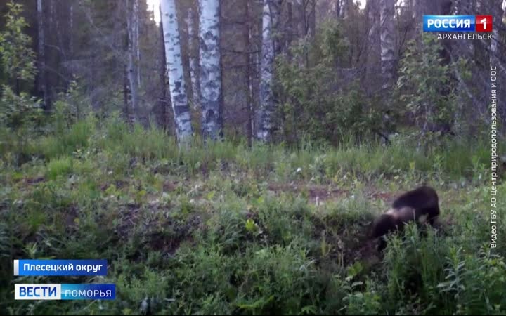 Фотоловушка в Плесецком округе поймала росомаху за охотой
