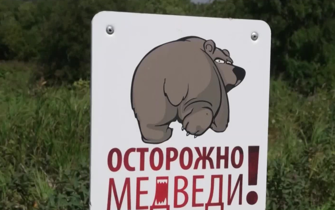 Подкармливание медведей: точка невозврата и новые правила безопасности