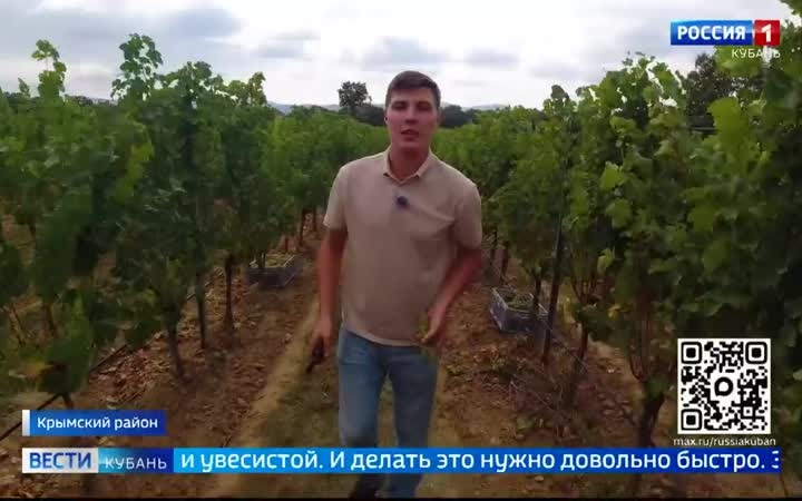 Виноградная уборка в разгаре в регионе