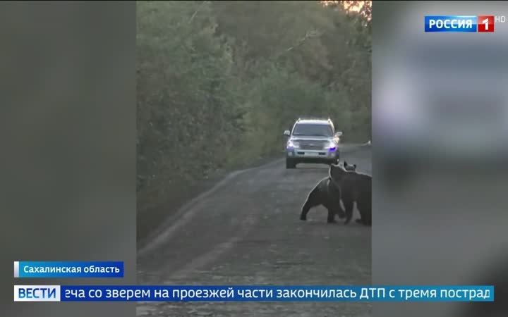 Медвежьи нападения в России: ЧП в Иркутской и Томской областях