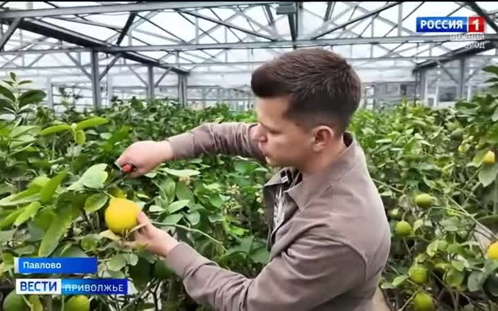 В Павлове решили сохранить наследие садоводства и внутреннего туризма