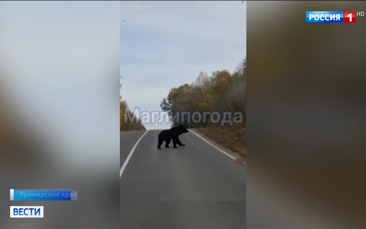 Дикий медведь в Южно-Сахалинске: операция по ликвидации завершена