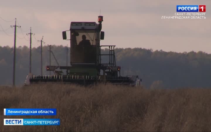 В Ленинградской области успешно продолжается эксперимент по выращиванию льна