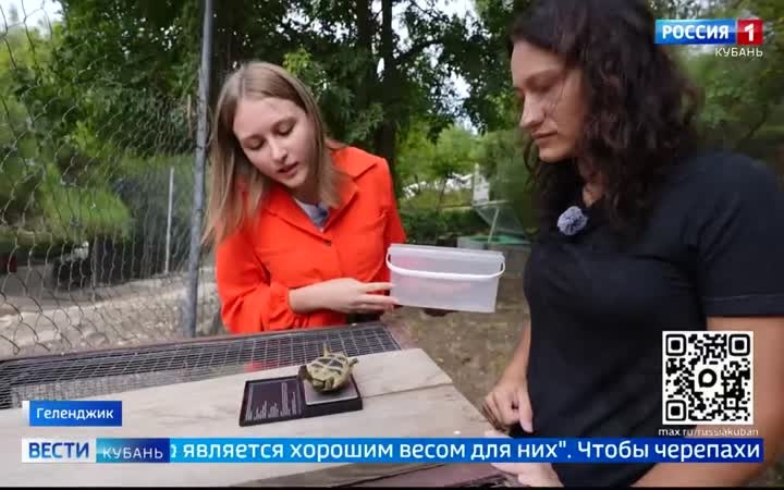 В Геленджике сохраняют популяцию исчезающих краснокнижных черепах Никольского