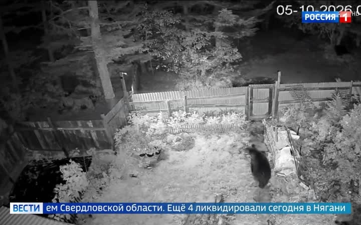 Охотник ликвидировал медведя в Ивделе, медведица с детенышем напугали дачников на Сахалине