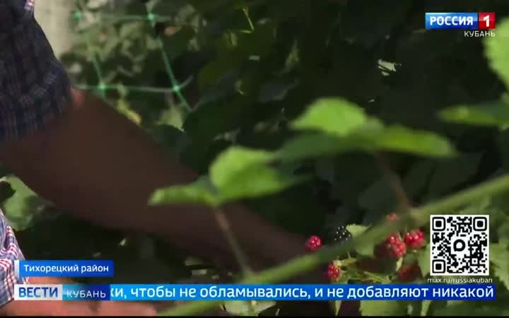 Семейная малиновая плантация раскинулась в Тихорецком районе