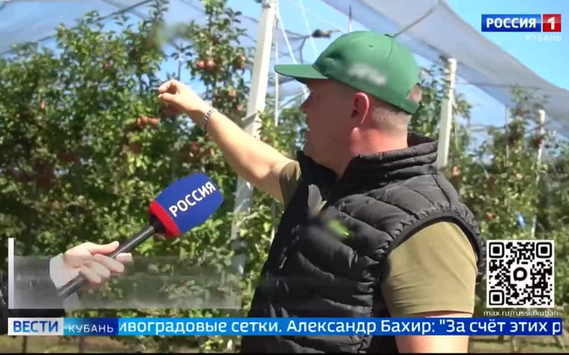 Яблочный бум сейчас на Кубани