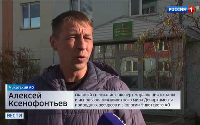 Бурые медведи на Чукотке: конфликты без жертв и рост популяции