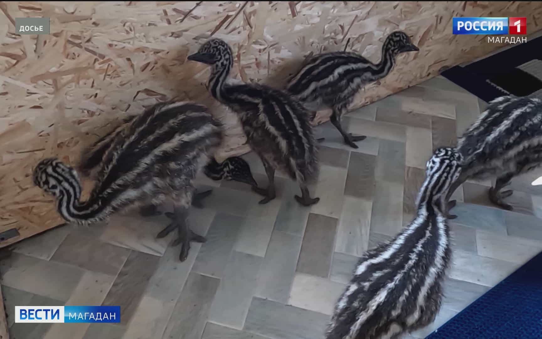 Страусы Эму снесли первые яйца в магаданском зоопарке