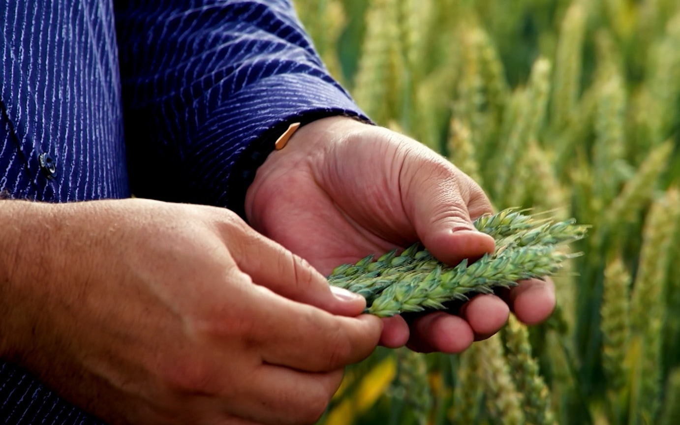 Сельхозпроизводителям правительство выделит свыше 5 миллиардов рублей