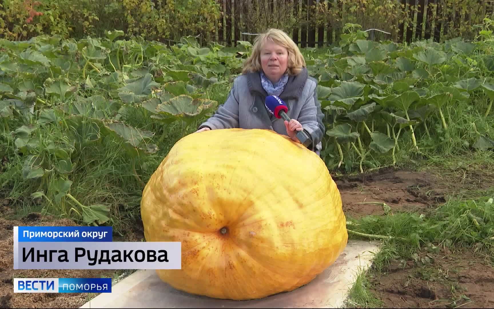 Самый большой огурец страны вырос на даче под Северодвинском