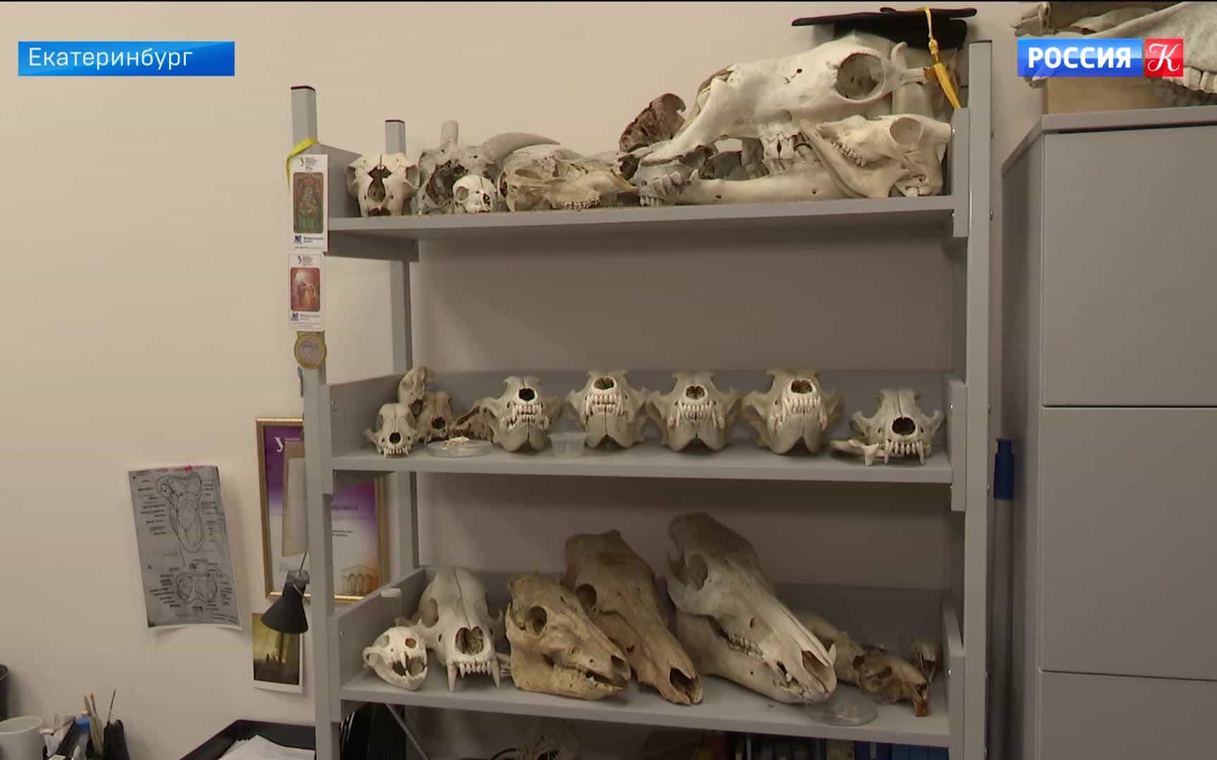 Уникальные находки сделали археологи и палеонтологи из Екатеринбурга
