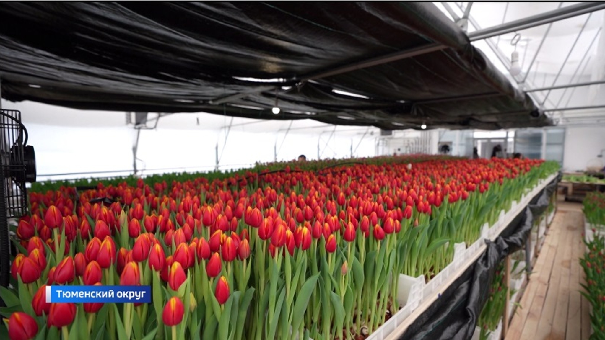 Выращенные в тюменских теплицах тюльпаны поступили в продажу