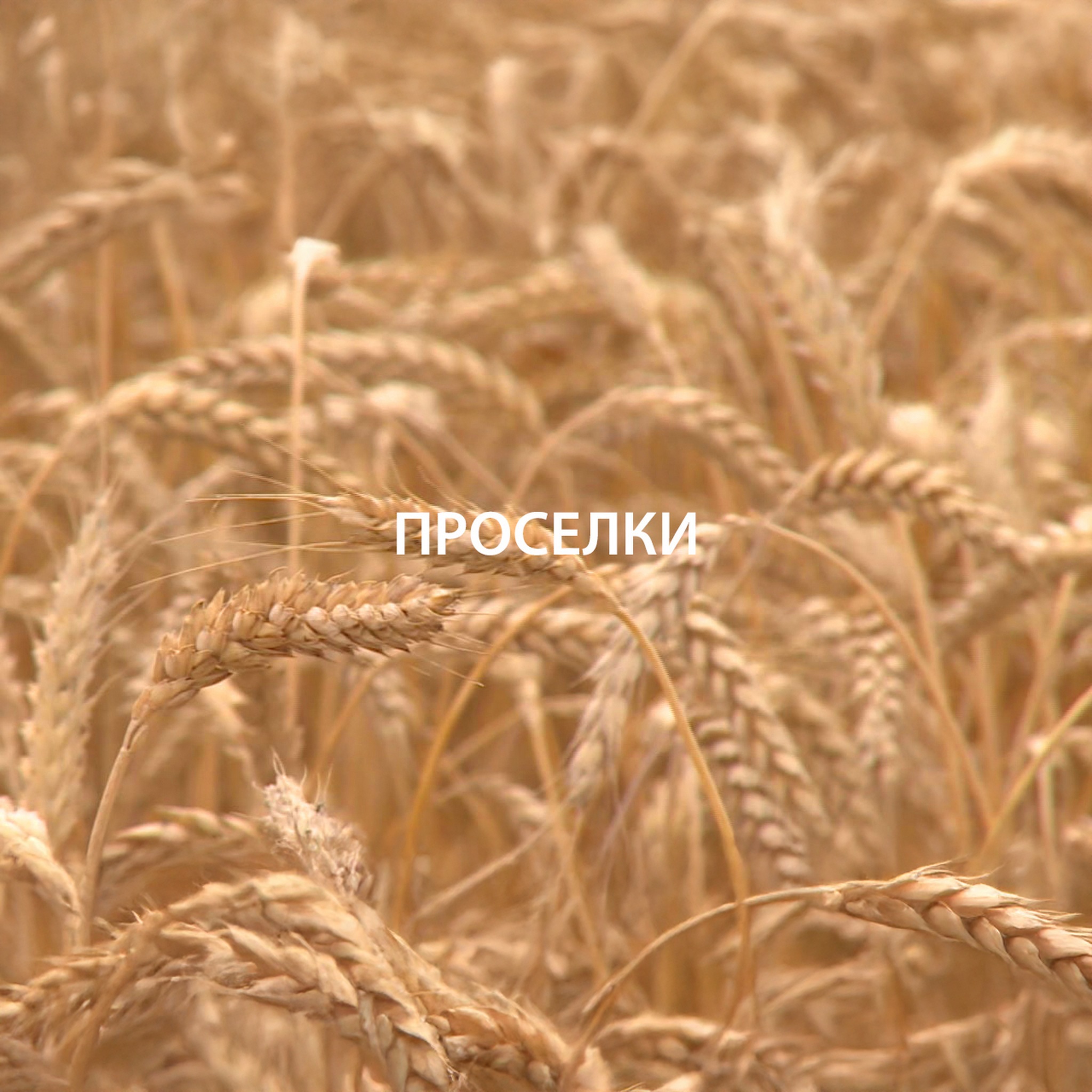 Проселки