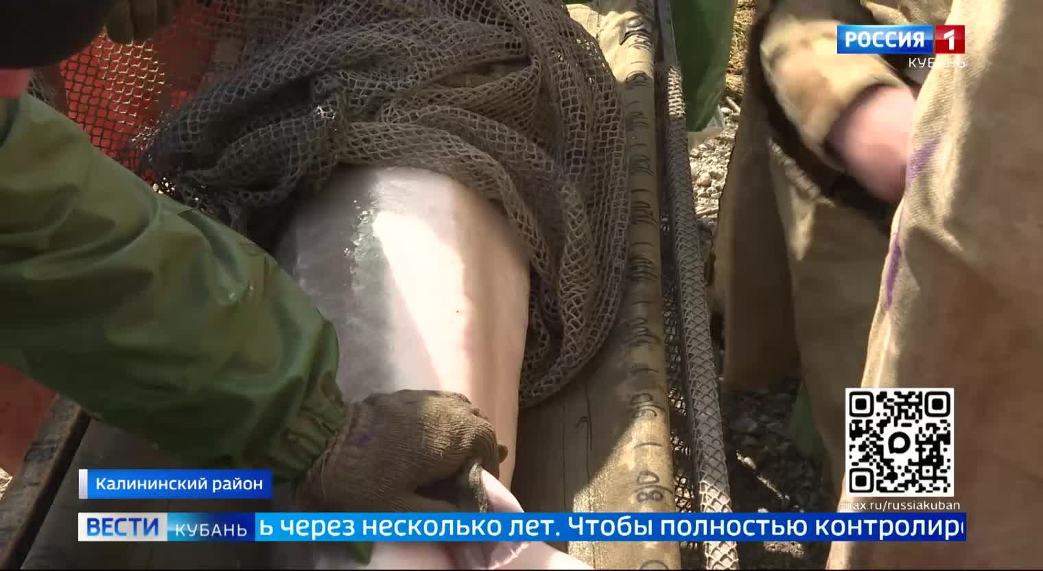 Медицинский осмотр царской рыбы начался на Кубани