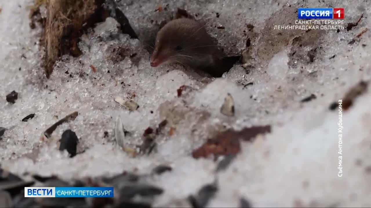 В Юнтоловском заказнике впервые удалось сделать фотографии обыкновенной бурозубки