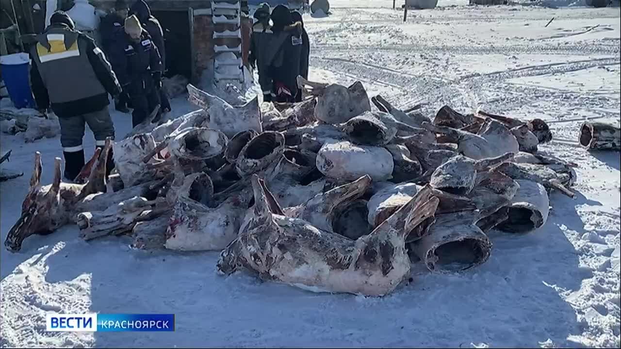На Таймыре задержан подозреваемый в незаконной охоте на северных оленей