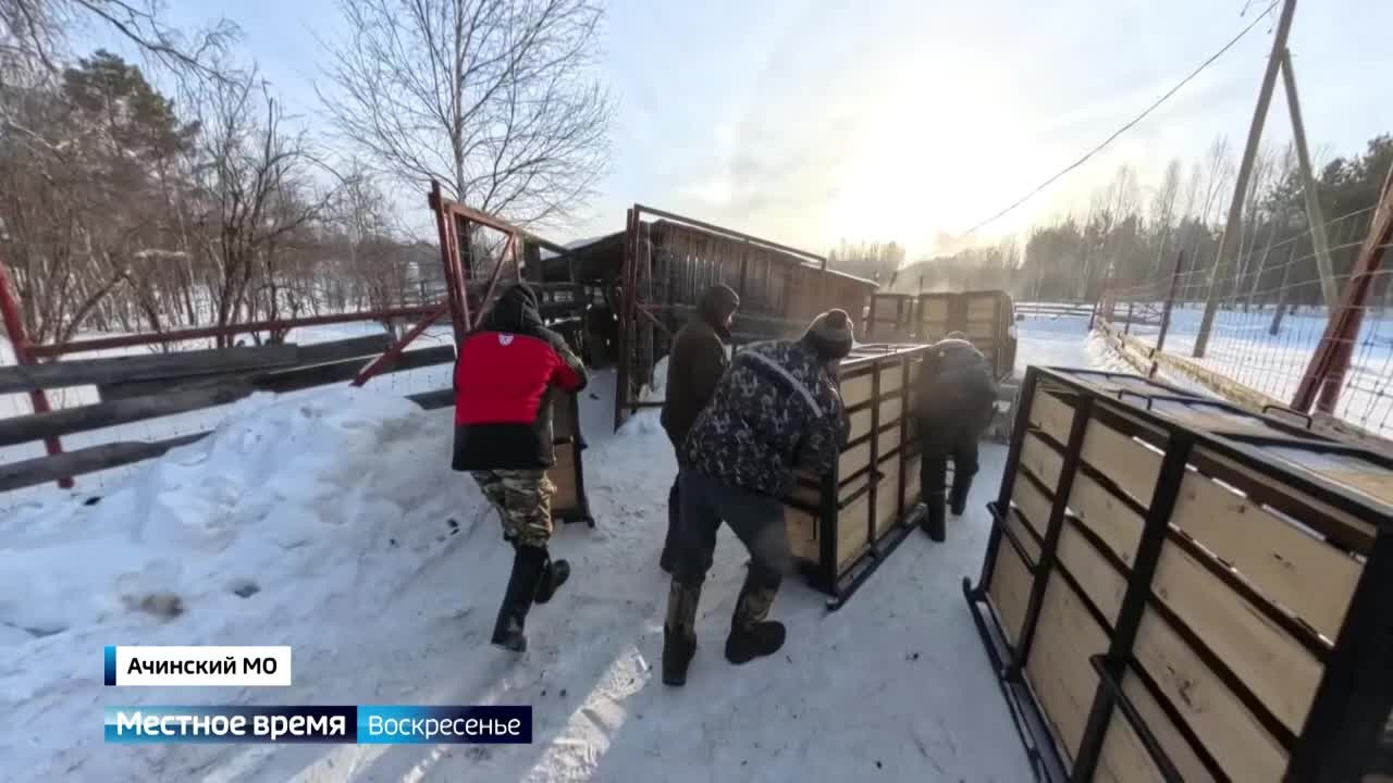В регионе восстанавливают популяцию маралов
