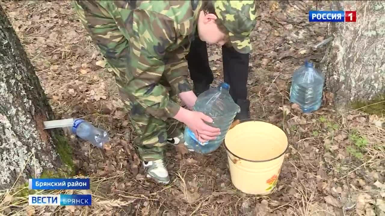 Брянские любители березового сока открыли сезон сбора