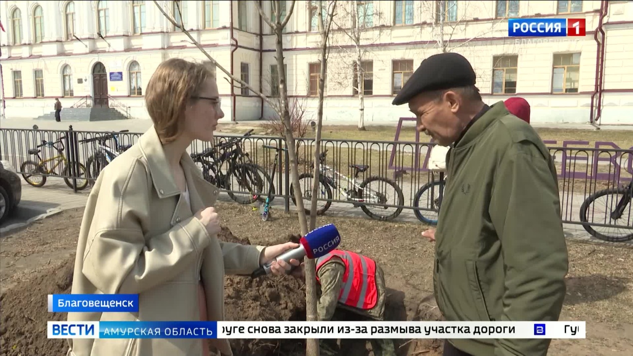 Липы, клёны и сосны высаживают на улице Горького в Благовещенске