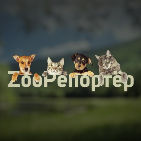 ZooРепортёр