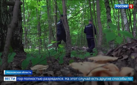Тихая охота в разгаре: грибники массово отправились в леса Подмосковья