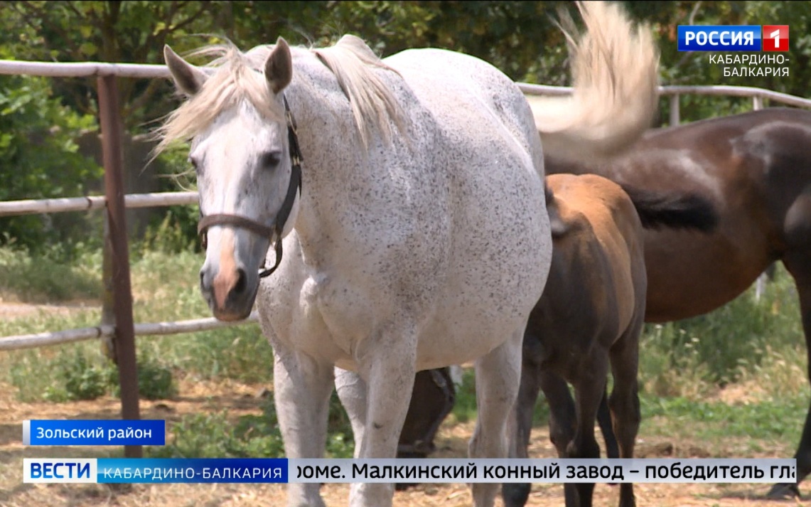 Кабардино‑Балкария остается одним из центров конного спорта России