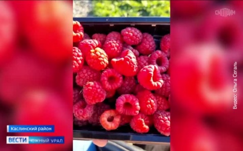 Многодетная мать из Челябинской области выращивает рекордные урожаи фруктов и ягод