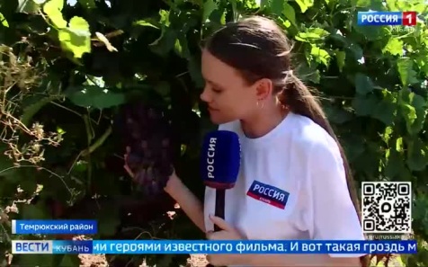 Изучать географию мира можно по виноградникам Галины Щипановой из Темрюкского района