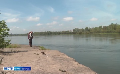 На Енисее вновь заметили бакланов