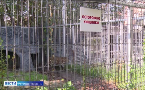 Медведей все чаще стали замечать возле населенных пунктов в Тюменской области