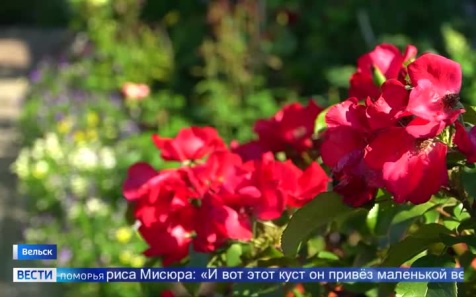 К 1 сентября она не срежет ни одного цветка