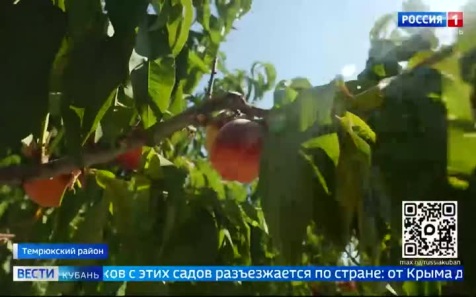 Кубань идёт на рекордный урожай персиков