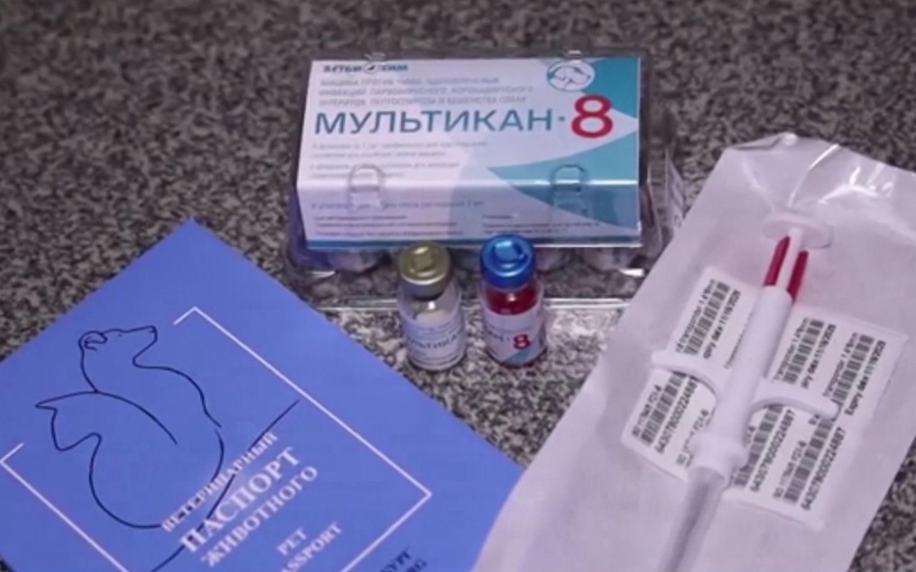 Прокуратура Москвы возбудила дело о поддельном паспорте вакцины "Мультикан-8", связанной со смертью собак
