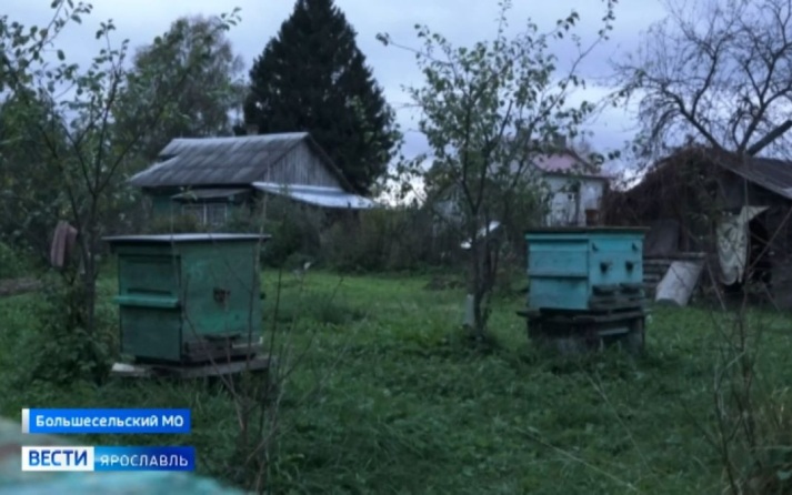 Медведь разорил пасеки в Большесельском округе