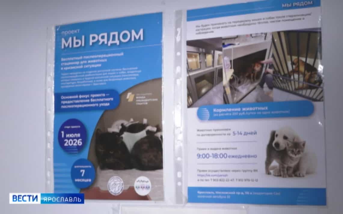 В Ярославле открылся бесплатный послеоперационный стационар для животных