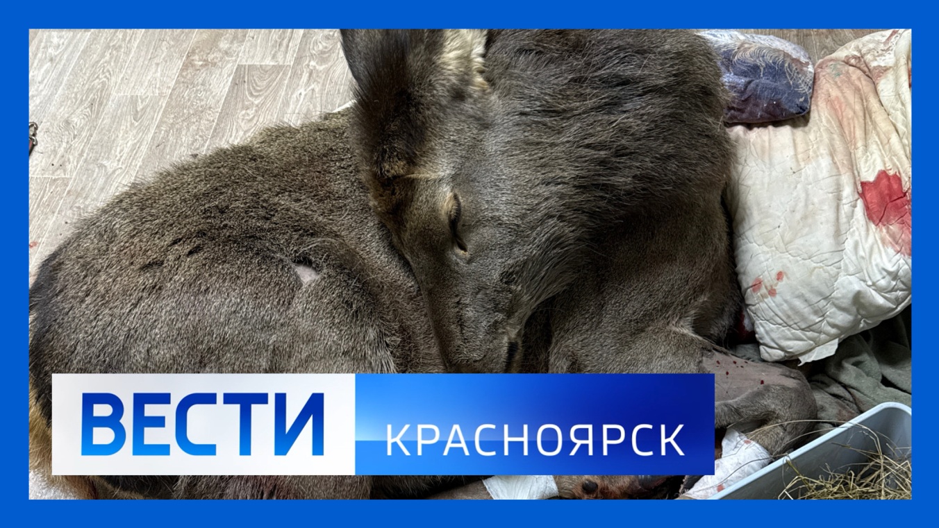 Эфир от 25.02.2026