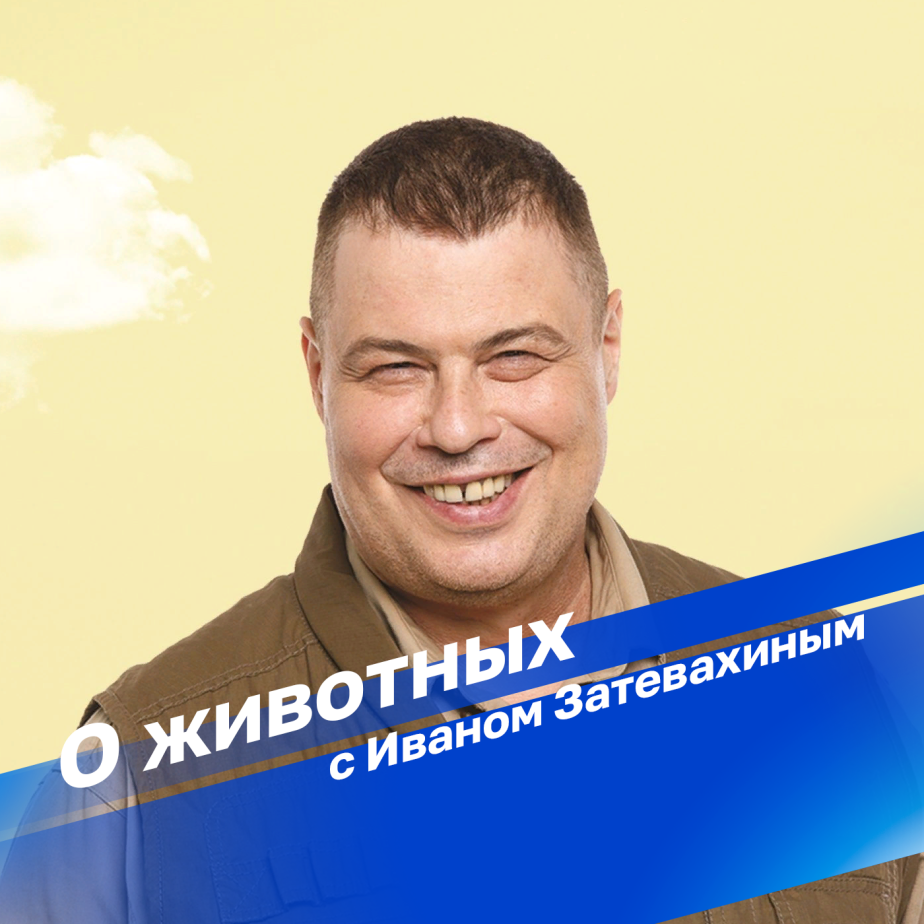 Козы и овцы