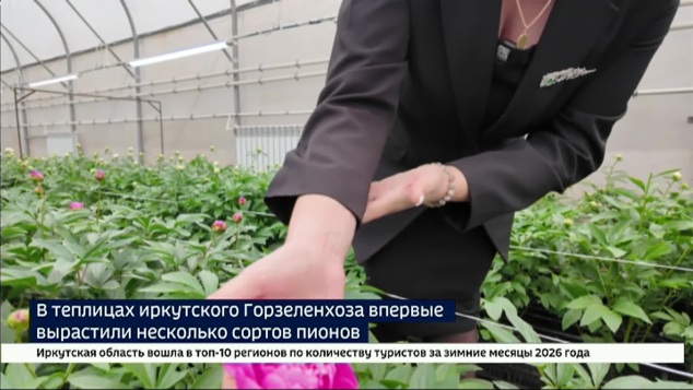 Тысячи нежных бутонов — как результат эксперимента. В Иркутском горзеленхозе впервые цветут пионы