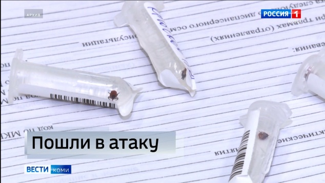 В Коми за неделю от укусов клещей уже пострадали четыре человека