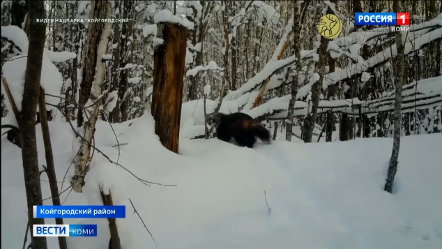 В объектив фотоловушки нацпарка "Койгородский" попала росомаха
