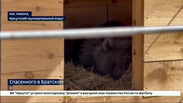 Спасенного в Братском районе медвежонка выхаживают в Сибирском зоопарке в поселке Никола