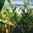 Дети страшной кукурузы: злаки из зоны отчуждения продавали хлебозаводам