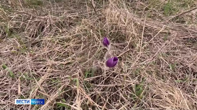 Первые бутоны распустились в Центрально-Чернозёмном заповеднике в Курской области