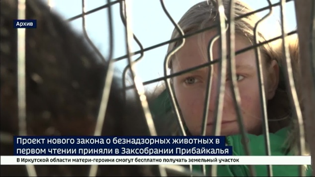 Проект нового закона о безнадзорных животных в первом чтении приняли депутаты ЗС Иркутской области