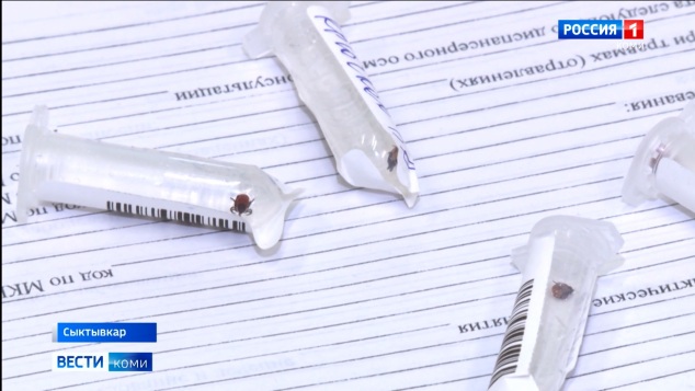 Клещи продолжают атаковать жителей Республики Коми