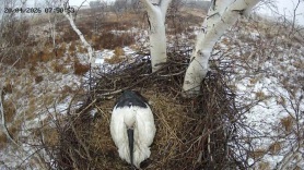 Амуру и Зее не страшен снег - пернатые ждут четырех птенцов в Березовском заказнике