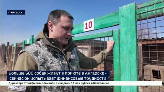 600 хвостатых, и у каждого — непростая судьба. Приюту для собак в Ангарске нужна помощь