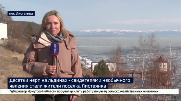 Десятки нерп на льдинах. Свидетелями необычного явления стали жители поселка Листвянка